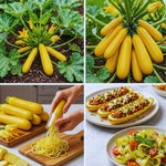 Set 2 Yellow Squash Zucchini Plants Live Vegetable Plant, 5-7''