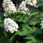 Dormant Hydrangea Live Plant Bush Shrub for Planting, 5 to 9" Hydrangea Tree Plant for Outdoor Planting, Change Color Flower Blooms (Queen)