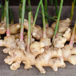 4 Ginger Plants Live, 4 to 6 Inches in Height, Live Ginger Plants, Ginger Live Plants for Garden, Ginger Well Rooted, Ready to Plant