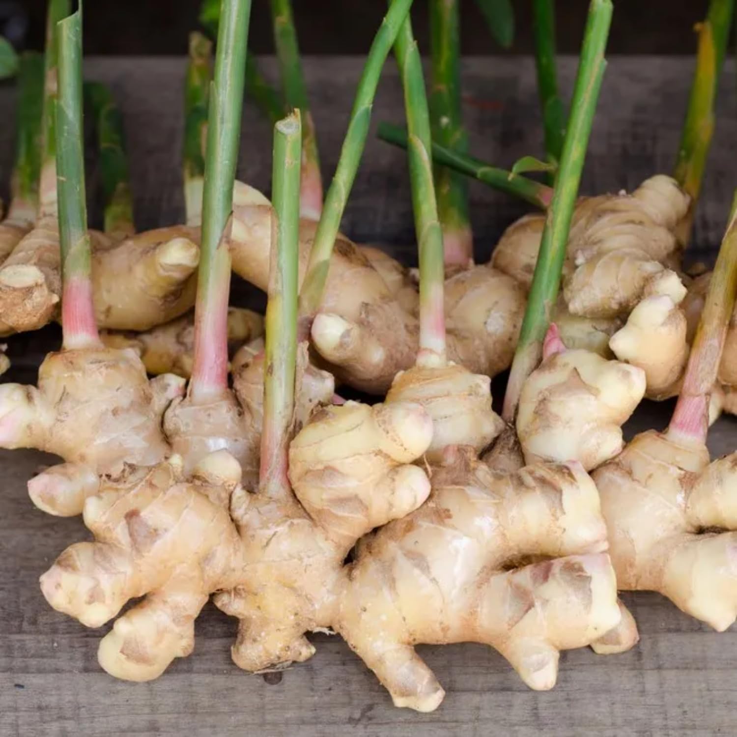 4 Ginger Plants Live, 4 to 6 Inches in Height, Live Ginger Plants, Ginger Live Plants for Garden, Ginger Well Rooted, Ready to Plant