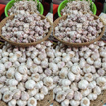 1 Pound Garlic for Planting in Spring Softneck, 5-6 White Garlic Bulbs for Planting, Fresh and High Yield Bulb Variety Pack, Hardy and Fast Growing
