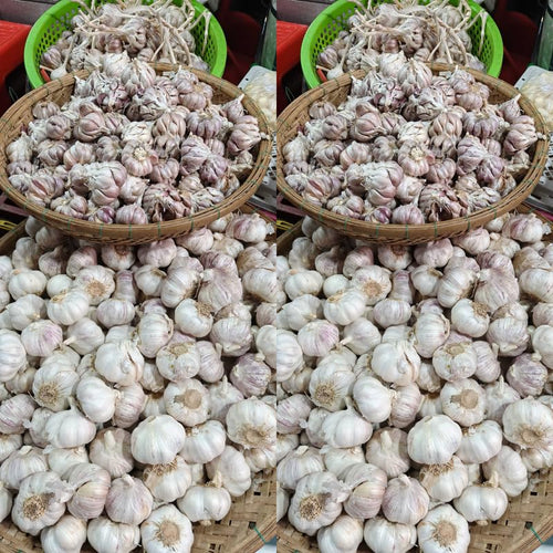 1 Pound Garlic for Planting in Spring Softneck, 5-6 White Garlic Bulbs for Planting, Fresh and High Yield Bulb Variety Pack, Hardy and Fast Growing