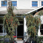 Weeping Yaupon Holly Plant Live for Growing 4 to 6 Inch Height, Weeping Holly Tree Live Plant Ready to Grow, Holly Bush Shrub