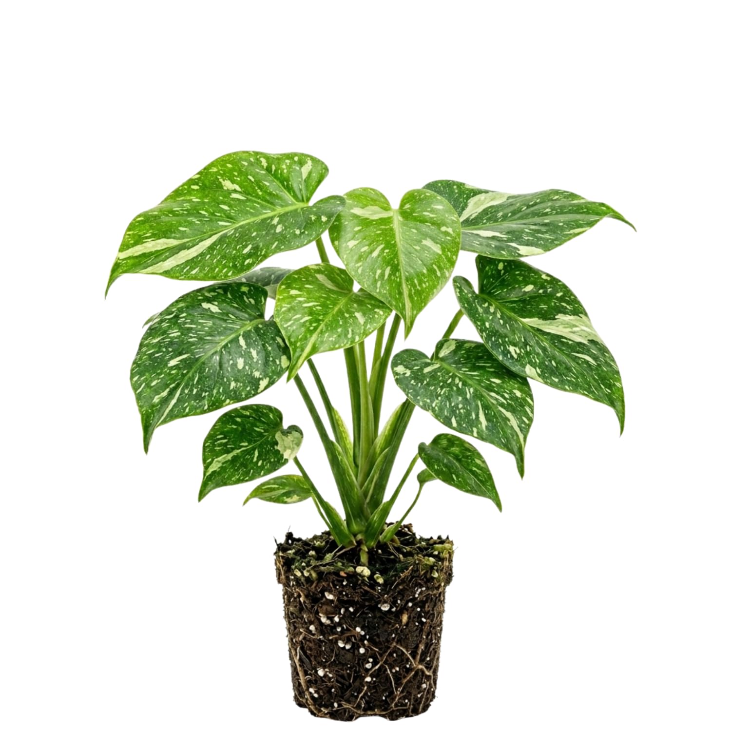 Rare Monstera Plant, Variegated Philodendron Houseplant 4-6'' Tall, Constellation Monstera for Home or Office