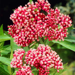 2 Deep Red Milkweed Plants Live, 5-8 Inch Tall, Butterfly Milkweed Asclepias Tuberosa Plant for Perennial Flower