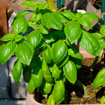 2 Sweet Basil Plants Live, Live Basil Plant, 4 to 6 Inc Long, Fragrant Herb, Fast Growing, No Ship to CA