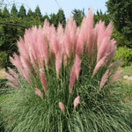 100 Pink Pampas Grass Seeds, Ornamental Grass Seeds for Planting, Perennial Pampas Grasses for Landscaping and Decoration