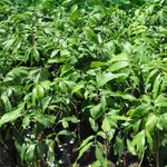 Live Longan Tree Plant, Sweet Longan Fruit Tree Starter for Home Garden, 5-8 Inch Tall