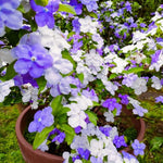 2 Packs Brunfelsia Plants 5-8" Tall, Yesterday, Today, Tomorrow Flowering Shrub, Live Plant for Indoor and Outdoor Gardening, Color-Changing Blooms