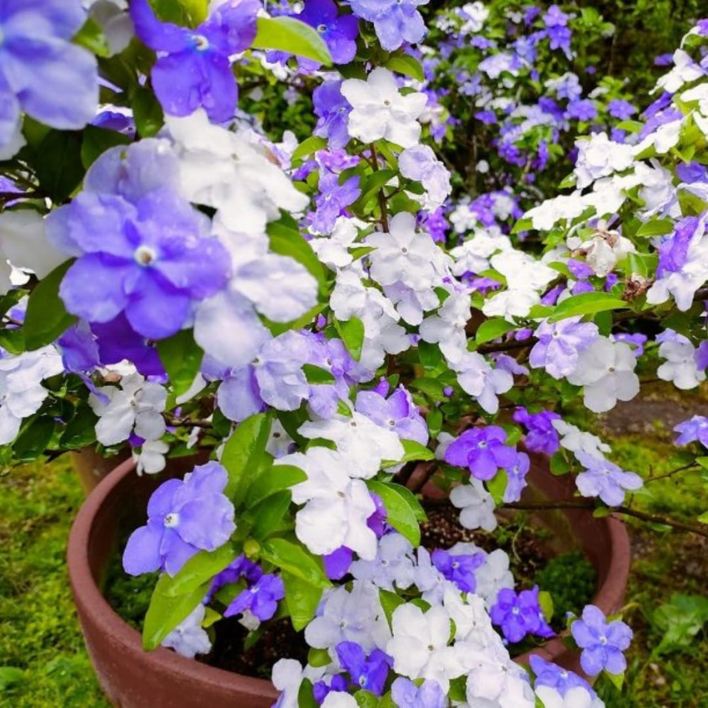 2 Packs Brunfelsia Plants 5-8" Tall, Yesterday, Today, Tomorrow Flowering Shrub, Live Plant for Indoor and Outdoor Gardening, Color-Changing Blooms