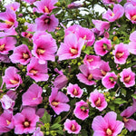 Althea Rose of Sharon Bush Live Plants in Pot, Hibiscus Plant Live, Fragrant Rose of Sharon Plant, from 6 to 13 Inch Tall (Pink)