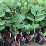 Pink Guava Tree Live Plant, Guava Plant Live for Planting Outdoor, Fruit Tree Plant from 5 Inc Long