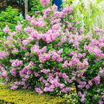 Kim Lilac Tree Live Plant for Outdoor Spring Planting, 1 Year Old Tree 6-12" Tall in Quart Pot, Purple Lilac Trees