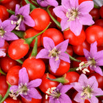 Set 2 Goji Berry Live Plant 4-7 Inches, Goji Berries Fruit Shrub Starter for Garden, High Yield, Ready to Grow