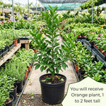 Orange Tree Live Plant, Late Season Orange Tree, Well Rooted, 1-2 Feet Tall, Sweet Citrus Trees for Containers, Pot and Outdoor Garden