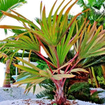 Palm Tree Live Plant, Fully Rooted in 3 Gallon Pot, Rare Tropical Plant Live for Indoor or Outdoor Growing, Rare Red