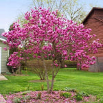 2 Magnolia Tree Cuttings, Hardy Fragrant Magnolia Flowering Tree, Well Rooted Cuttings 8–12 Inches for Outdoor Garden (Ann Magnolia Cuttings)
