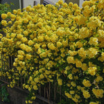 Roses Live Plant, Climbing Rose Plant Live from 5'' Tall, Bush Shrub Plants, Fragrant Flower Garden (Yellow)