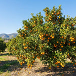 Valencia Orange Tree Live Plant 1.5-2 Ft Tall in 1 Gallon Pot, Citrus Fruit Tree for Patio Containers, Backyard and Indoor Growing