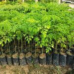 Moringa Tree Live Plant in 4" Pot, Moringa Oleifera Plant 6-10'' Tall, 4'' Potted Plant Ready to Grow Outdoor, No CA