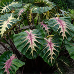Pink Green Colocasia Elephant Ear Plants Live 4–7 Inches Tall, Taro Alocasia Tropical Foliage Plants for Outdoor Garden Home Decor