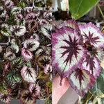 3 Packs Fire Begonia Angel Wing Maculata Live Plants, 5-9 Inch Tall, Indoor Outdoor Polka Dot Begonia