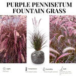 3 Purple Fountain Grass Live Plant Clumps 5-9" for Spring Planting, Ornamental Grass, Perennial Grasses Fast-Growing, Vibrant Color