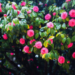 Pink Camellia Plant Live, Camellia Japonica Tree, 5 to 10 Inc Tall, Flower Bush Plant Pot, 4 Inc