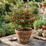Chiltepin Pepper Live Plants, Hot Chili Pepper Plant, 4-7 Inch Tall in Pot