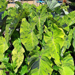 Colocasia Elephant Ears Live Plant, Alocasia Plant, Esculenta Taro Live Houseplant, 5-7 Inc Tall (Green Black Leaf)