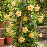 2 Yellow Mandevilla Plants Live 4–7" Tall, Live Mandevilla Flowering Tropical Vines for Patio, Containers and Backyard Landscaping