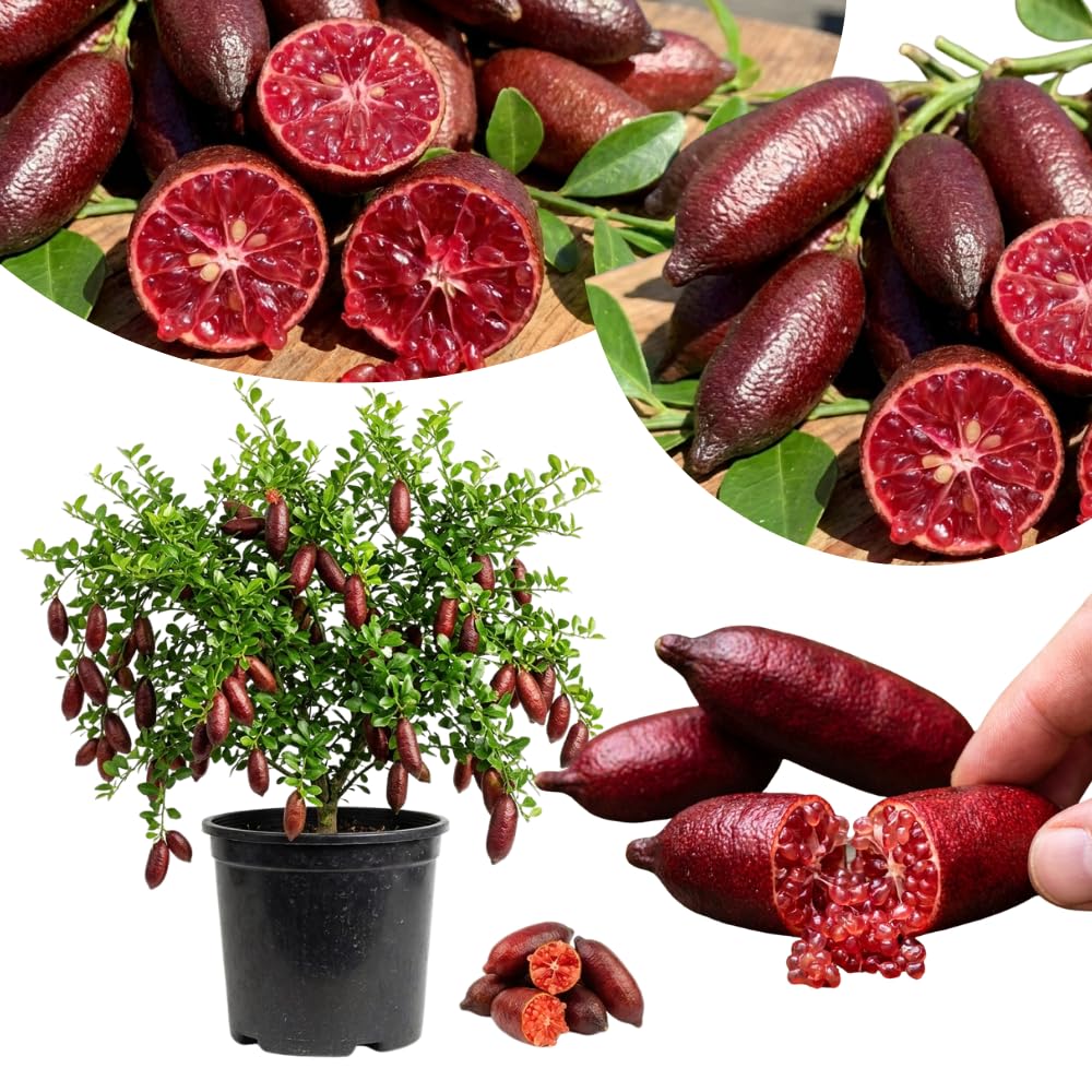 Red Finger Lime Tree Live Plant, Rare Citrus Fruit Tree from 1–2 Feet Tall in 3 Gallon Pot, Ready for Indoor Outdoor Planting