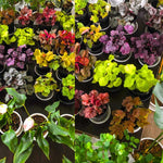 2-Pack Live Heuchera Coral Bells Plants, Mix Colorful Leaves, Vibrant Indoor Outdoor Planting