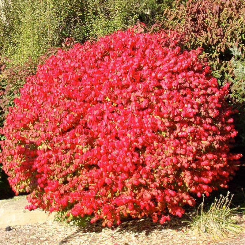 5 Dwarf Burning Bush Live Bare Root Plants, 6-12 Inch Hardy Shrubs for Outdoor Planting, Vibrant Perennial Bushes