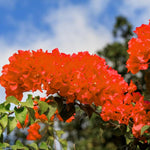 3 Bougainvillea Vine Plants, Bougainvillea Plants Live for Outdoor Landscaping and Containers, 4-7 Inch Tall Well-Rooted, No Pot (Double Red Bougainvillea)