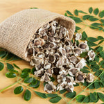 Moringa Tree Live Plant in 4" Pot, Moringa Oleifera Plant 6-10'' Tall, 4'' Potted Plant Ready to Grow Outdoor, No CA