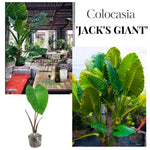 Colocasia Elephant Ears Live Plant, Alocasia Plant, Esculenta Taro Live Houseplant, 5-7 Inc Tall (Jacks Giant)