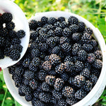Arapaho BlackBerry Plants Live Starter Size, BlackBerry Bushes Cold Hardy for Planting Outdoor, Fast-Growing