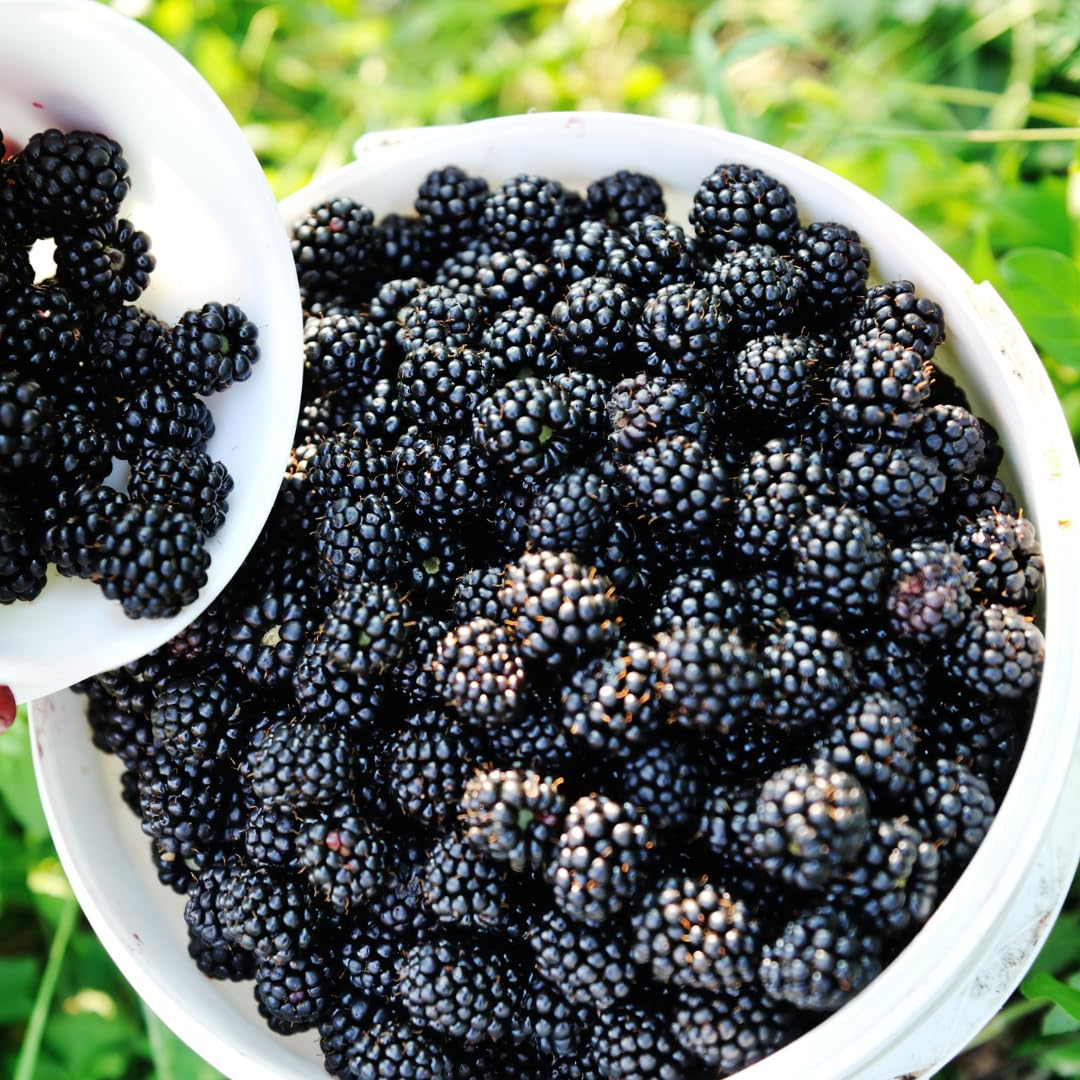 Arapaho BlackBerry Plants Live Starter Size, BlackBerry Bushes Cold Hardy for Planting Outdoor, Fast-Growing