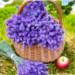 2 English Lavender Plants Live for Planting Outdoor, 3-4" Lavender Live Plants for Fragrant Sun Perennial Herb