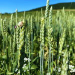 5 Lb Rye Cover Crop Seeds for Planting Lawn, Cover Crop Seeds, Garden Grass Seed, Easy to Plant Outdoor