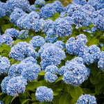 Blue Hydrangea Plant Live in 2.5 Inch Pot, Vibrant Flowering Shrub for Garden, Patio Containers and Indoor Growing