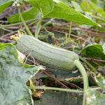 Pack 2 Pots Luffa Plants Live in 4 Inch Pots, Loofah Gourd Vine Starter Plants, 4-8” Tall Luffa Vegetable Vine Seedlings for Planting