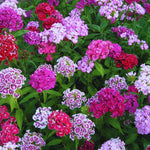 Set 4 Mixed Dwarf Dianthus Perennial Plants Live, Dianthus Live Plants for Outside Planting, Pink White Red Dianthus Color, Dianthus Flower Plant Live, Zones 3 to 9