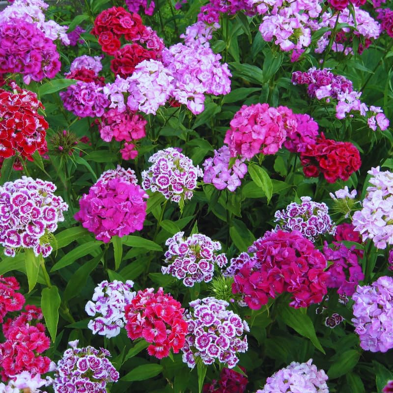 Set 4 Mixed Dwarf Dianthus Perennial Plants Live, Dianthus Live Plants for Outside Planting, Pink White Red Dianthus Color, Dianthus Flower Plant Live, Zones 3 to 9