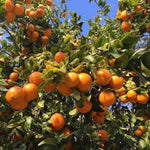 Blood Orange Live Plant in 1 Gallon Pot, Red Orange Tree for Planting Outdoor Garden, Citrus Fruit Tree 24-30 Inch Tall