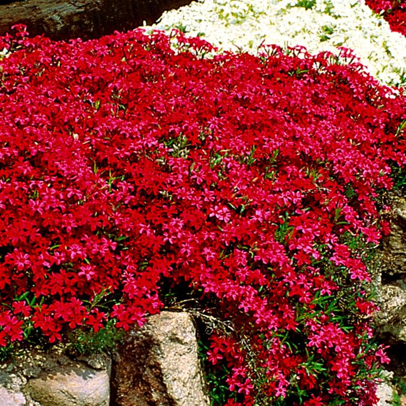 Red Creeping Phlox Live Plant, 4-7 Inch Tall Ground Cover Perennial for Outdoor Landscaping