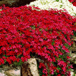 2 Red Creeping Phlox Plants Live, Ornamental Phlox Flowering Groundcover for Garden and Borders, 4 to 8 Inch Tall