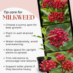 Pack 2 Milkweed Live Plants, Butterfly Milkweed Shrub, Asclepias Tuberosa Plants 4-8 Inches (Deep Red)