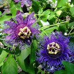 Pack 2 Passion Flower Plants, Dark Purple Passiflora Vine Flowering Plant 4-7 Inch Tall, Indoor Outdoor Planting